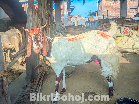 ইন্ডিয়ান তুতাপুরি জাতের ছাগল